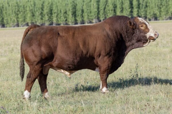 Keet's Ferrous 26F