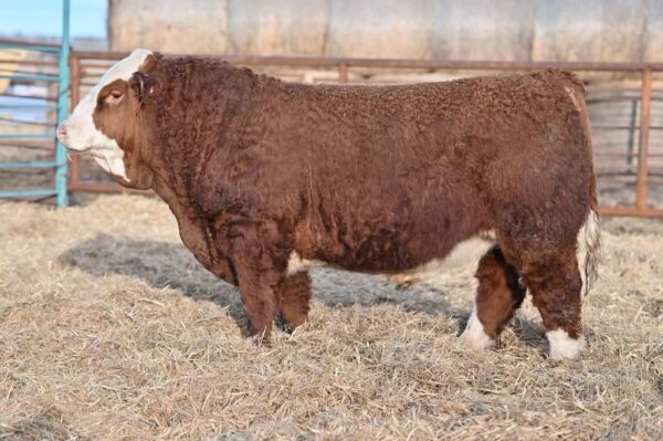 KSL PLD Jesse James 49J