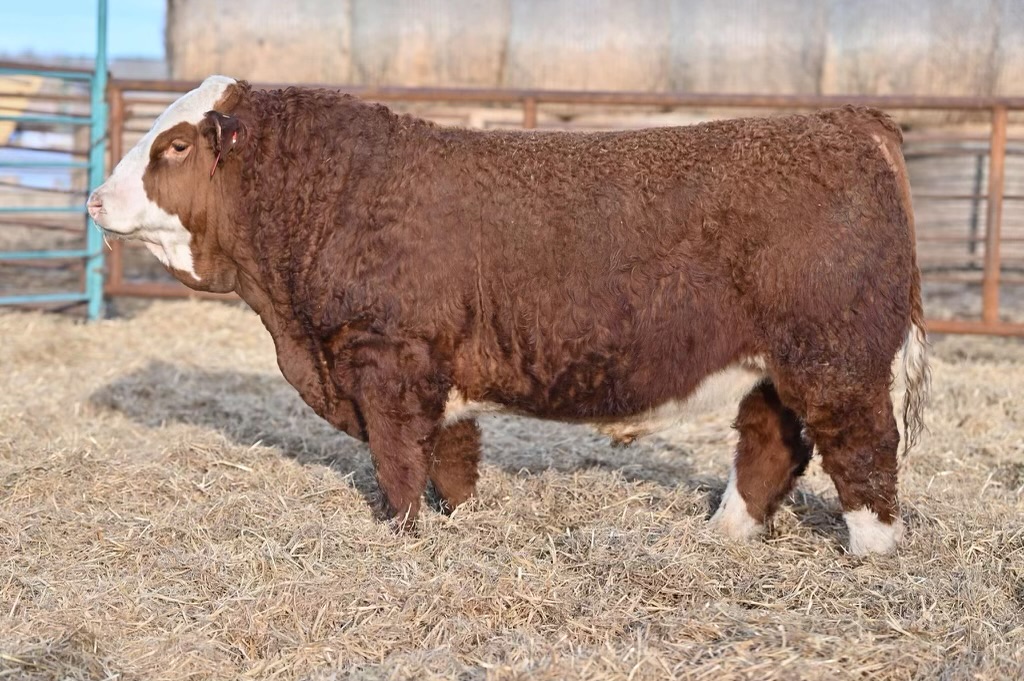 Featured image for “KSL PLD Jesse James 49J”