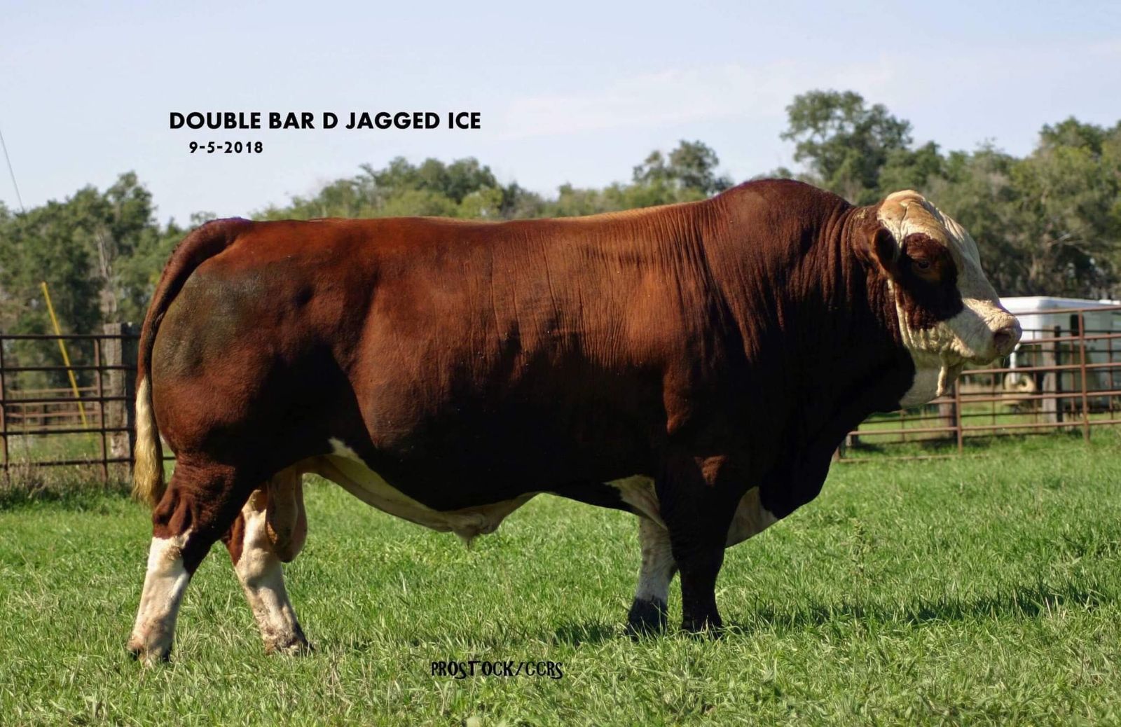 Featured image for “Double Bar D Jagged Ice”