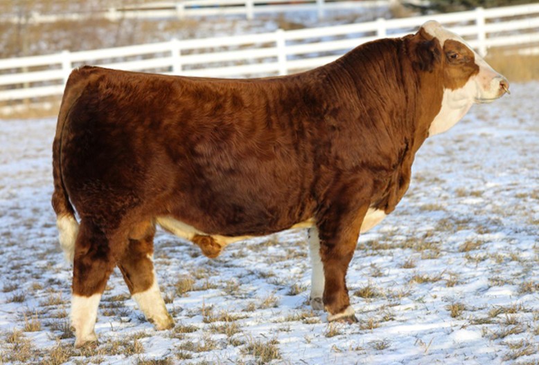 Featured image for “BIG SKY CHEVY 4L”