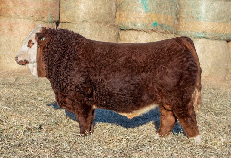 Featured image for “BLACK GOLD GENERAL MANAGER 153-SEXED SEMEN”