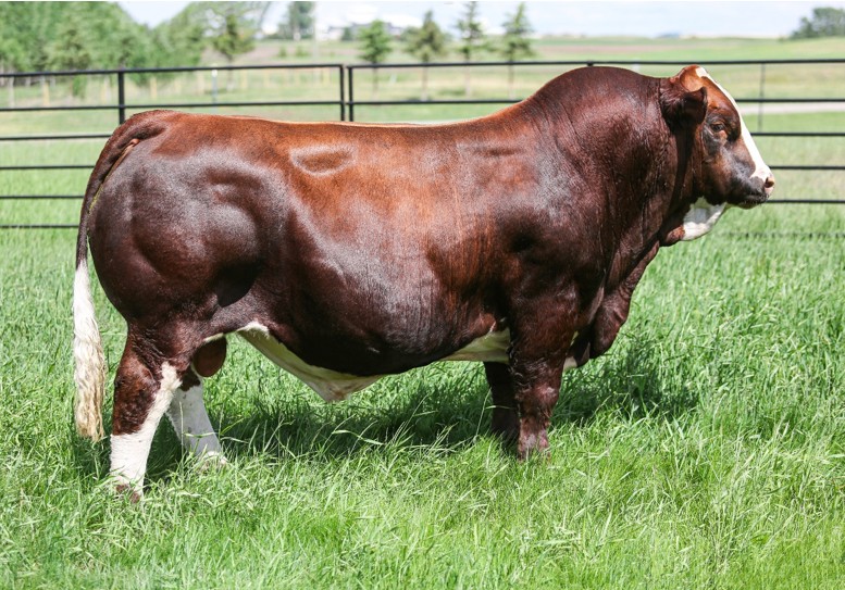 Featured image for “DOUBLE BAR D MALONE 39K”